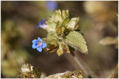 Hemigraphis latebrosa